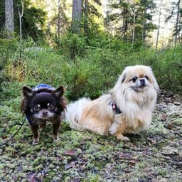 Klippa pälsen?